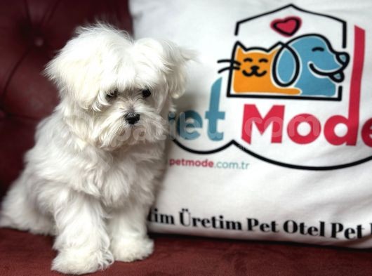 Show Kalite Kore Kanı Maltese Yavrumuz görsel