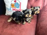 En Güzel Tea Cup Yorkshire Terrier Yavrularımız