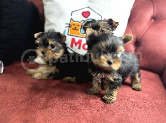 En Güzel Tea Cup Yorkshire Terrier Yavrularımız görsel
