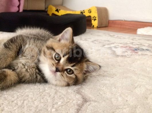 Muhteşem Mozaik  British Shorthair