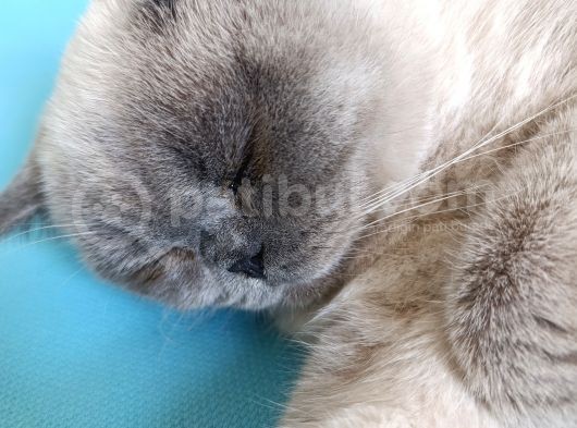 Scottish Kedi