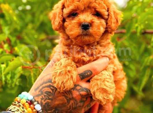 Tooy Poodle Cinsi Yavrular Di̇şi̇ Erkek Mevcuttur 