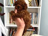 Safkan Toy Poodle Bebeğim Büyümeyen Boy Aşılı Ve Pet Eğitiml