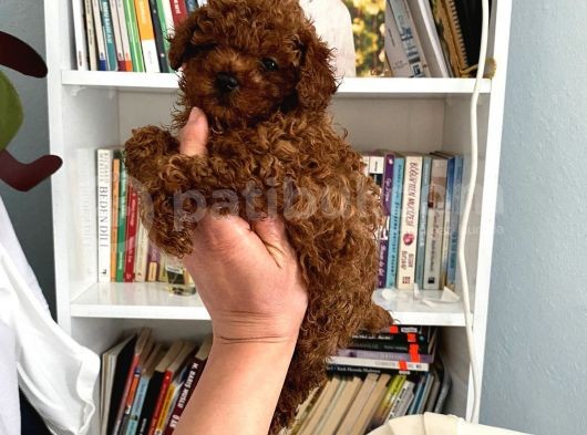 Safkan Toy Poodle Bebeğim Büyümeyen Boy Aşılı Ve Pet Eğitiml görsel