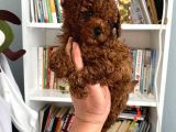 Safkan Toy Poodle Bebeğim Büyümeyen Boy Aşılı Ve Pet Eğitiml