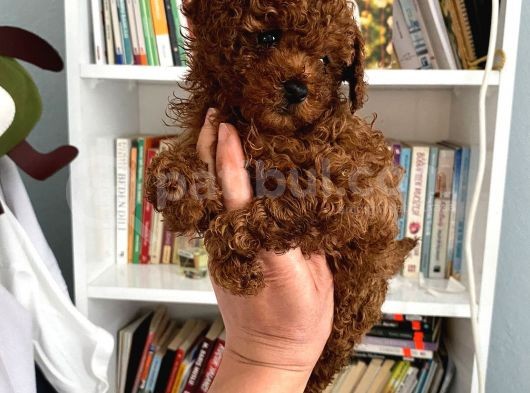 Safkan Toy Poodle Bebeğim Büyümeyen Boy Aşılı Ve Pet Eğitiml görsel