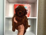 Kilo Sağlık Ve Irk Garantili Toy Boy Poodle Bebeklerim
