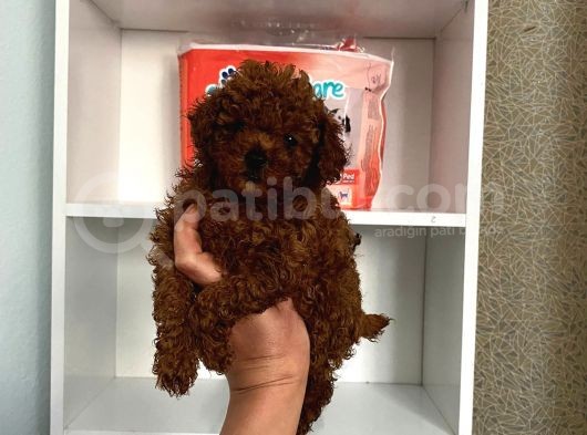 Kilo Sağlık Ve Irk Garantili Toy Boy Poodle Bebeklerim görsel