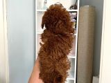 Kilo Sağlık Ve Irk Garantili Toy Boy Poodle Bebeklerim