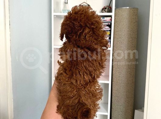 Kilo Sağlık Ve Irk Garantili Toy Boy Poodle Bebeklerim görsel