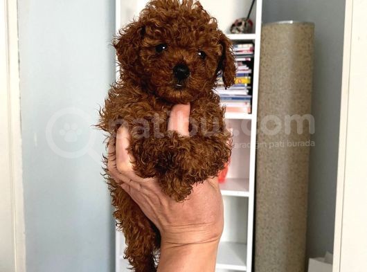 Kilo Sağlık Ve Irk Garantili Toy Boy Poodle Bebeklerim