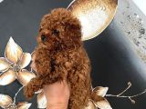 Üst Kalite Orjinal Kore Toy Poodle Yavrum