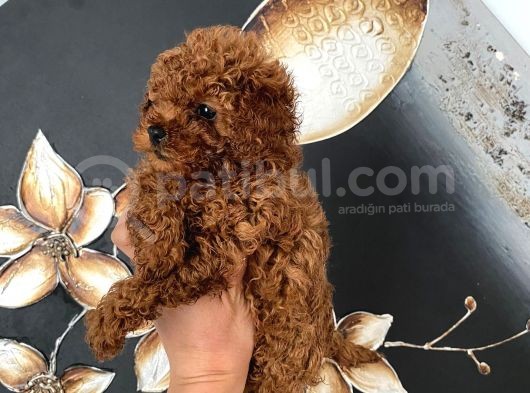 Üst Kalite Orjinal Kore Toy Poodle Yavrum görsel