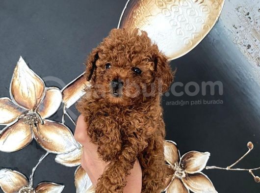 Üst Kalite Orjinal Kore Toy Poodle Yavrum