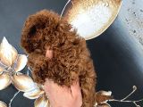 Üst Kalite Orjinal Kore Toy Poodle Yavrum