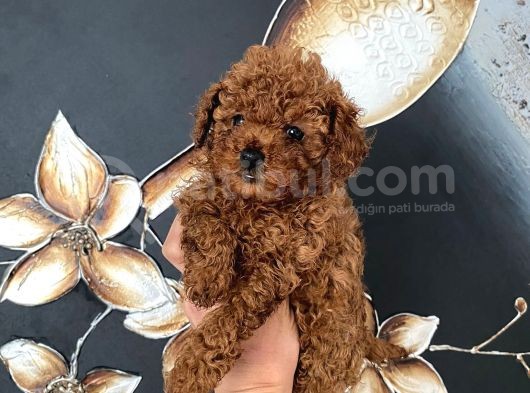 Üst Kalite Orjinal Kore Toy Poodle Yavrum görsel