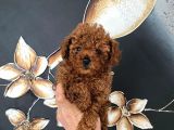 Üst Kalite Orjinal Kore Toy Poodle Yavrum