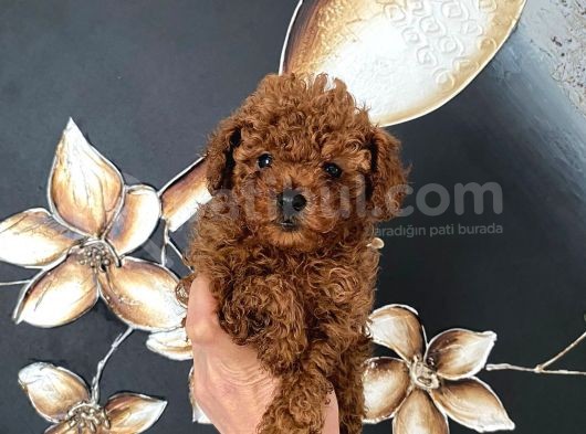 Üst Kalite Orjinal Kore Toy Poodle Yavrum görsel