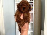 Kilo Sağlık Ve Irk Garantili Toy Boy Poodle Bebeklerim