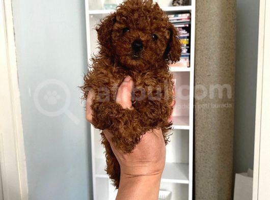 Kilo Sağlık Ve Irk Garantili Toy Boy Poodle Bebeklerim görsel