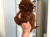 Kilo Sağlık Ve Irk Garantili Toy Boy Poodle Bebeklerim