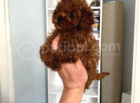Kilo Sağlık Ve Irk Garantili Toy Boy Poodle Bebeklerim görsel