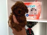 Kilo Sağlık Ve Irk Garantili Toy Boy Poodle Bebeklerim