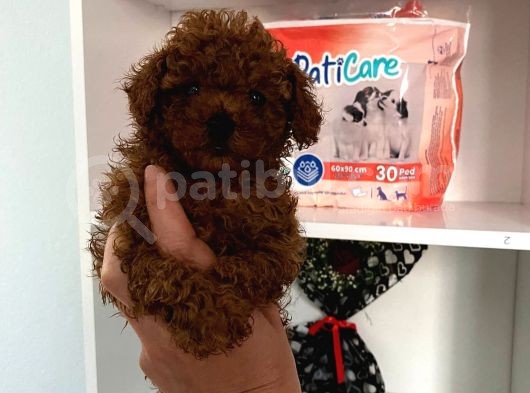 Kilo Sağlık Ve Irk Garantili Toy Boy Poodle Bebeklerim görsel