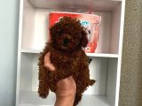 Kilo Sağlık Ve Irk Garantili Toy Boy Poodle Bebeklerim
