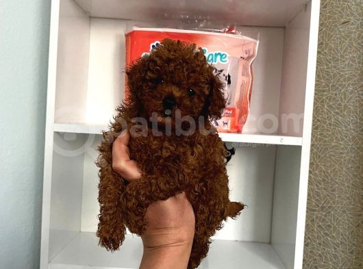 Kilo Sağlık Ve Irk Garantili Toy Boy Poodle Bebeklerim görsel