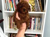 Safkan Toy Poodle Bebeğim büyümeyen boy aşılı ve Pet eğitiml