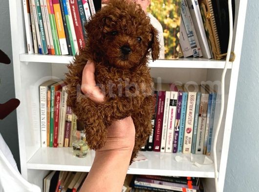 Safkan Toy Poodle Bebeğim Büyümeyen Boy Aşılı Ve Pet Eğitiml