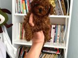 Safkan Toy Poodle Bebeğim Büyümeyen Boy Aşılı Ve Pet Eğitiml
