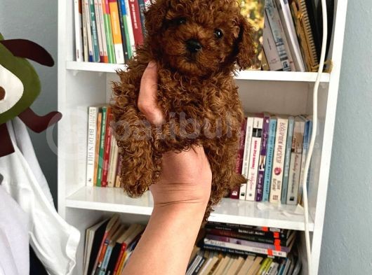 Safkan Toy Poodle Bebeğim Büyümeyen Boy Aşılı Ve Pet Eğitiml görsel