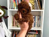 Safkan Toy Poodle Bebeğim Büyümeyen Boy Aşılı Ve Pet Eğitiml