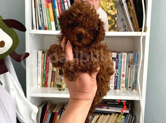 Safkan Toy Poodle Bebeğim Büyümeyen Boy Aşılı Ve Pet Eğitiml görsel