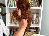 Safkan Toy Poodle Bebeğim Büyümeyen Boy Aşılı Ve Pet Eğitiml