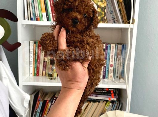 Safkan Toy Poodle Bebeğim Büyümeyen Boy Aşılı Ve Pet Eğitiml görsel