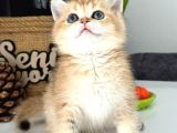 A Kalite Bri̇ti̇sh Shorthai̇r Golden  Yavrular