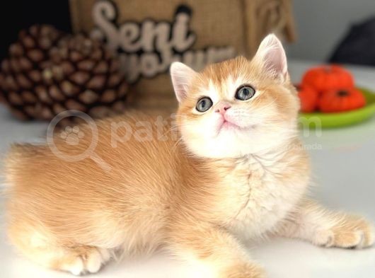 A Kalite Bri̇ti̇sh Shorthai̇r Golden  Yavrular görsel