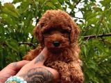 Küçücük Boylu Ori̇ji̇nal Kore Kan Toy Poodle Bebekler