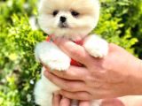 Mi̇ni̇ci̇k Boylu Eti̇ Puf Pomerani̇an Boo Bebekler