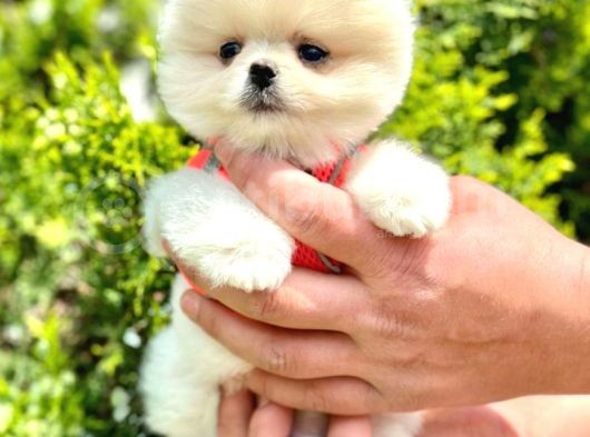 Mi̇ni̇ci̇k Boylu Eti̇ Puf Pomerani̇an Boo Bebekler görsel