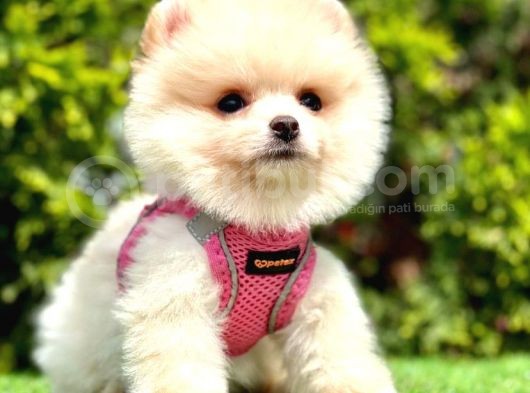 Mi̇ni̇ci̇k Boylu Eti̇ Puf Pomerani̇an Boo Bebekler görsel