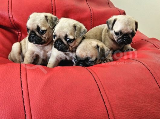 Pugmobs Yavrularimiz görsel