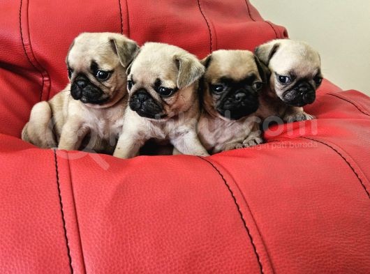 Pugmobs Yavrularimiz