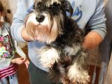 Ori̇ji̇nal Yeti̇şki̇n Schnauzer