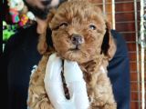 SCR li mükemmel toy poodle yavrular