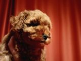 Scr Li Mükemmel Toy Poodle Yavrular