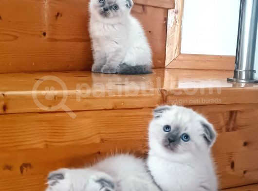 Dişi Ve Erkek